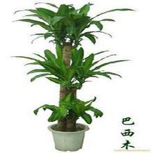 大型植物