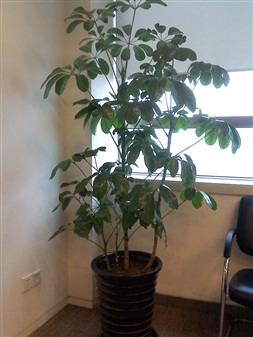 大型植物