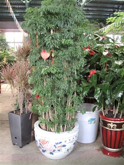 大型植物
