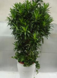 大型植物