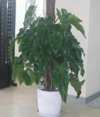 大型植物