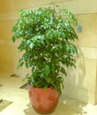 大型植物