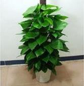 大型植物