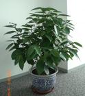 大型植物
