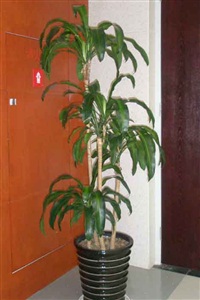 大型植物