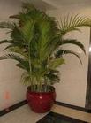 大型植物