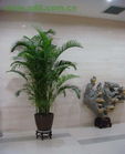 大型植物