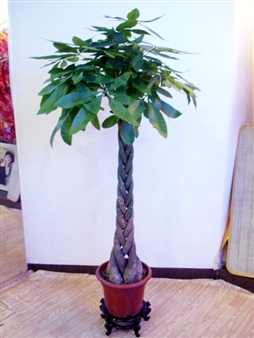 大型植物
