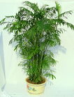 大型植物