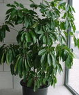 大型植物