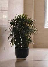 大型植物