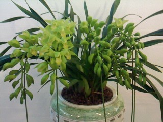 精品植物