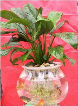 水培植物