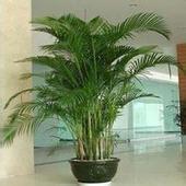 特大型植物