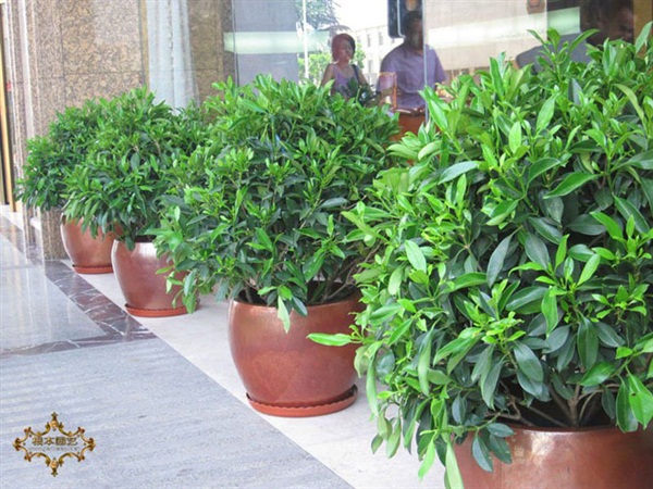 中型植物