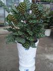 中型植物
