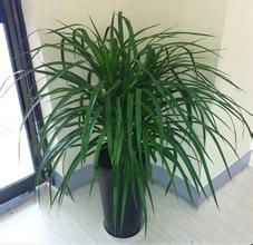 中型植物