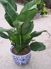 中型植物