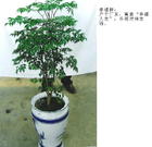 中型植物