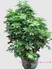 中型植物