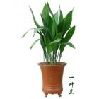 中型植物