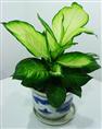 小型植物
