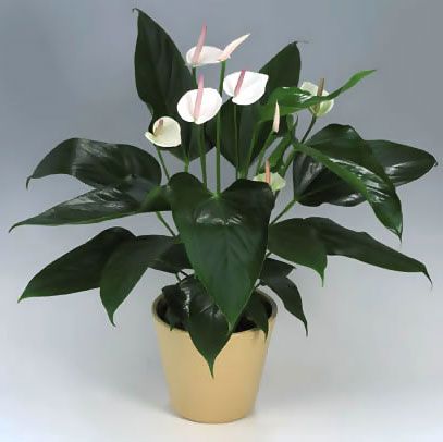 小型植物